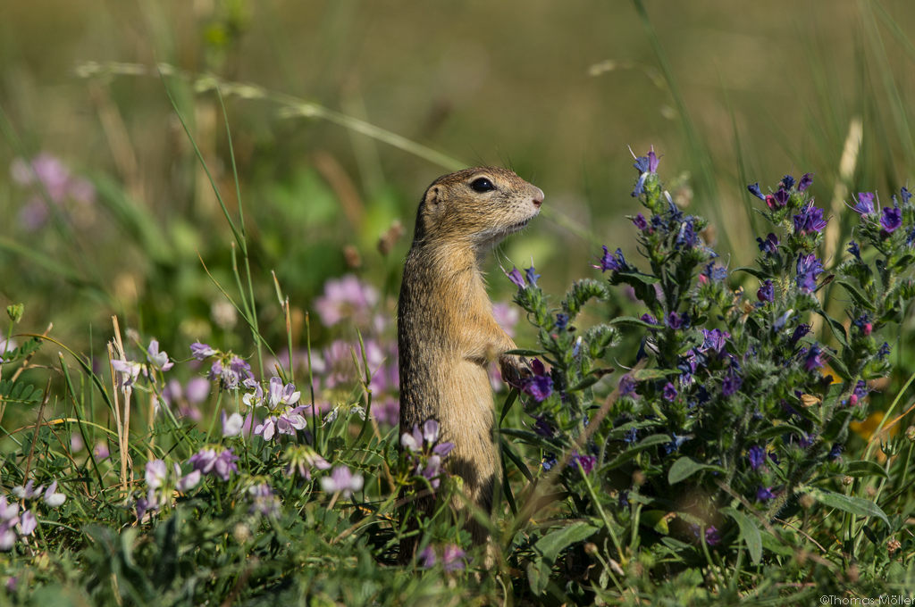 Europisches Ziesel (Spermophilus citellus)