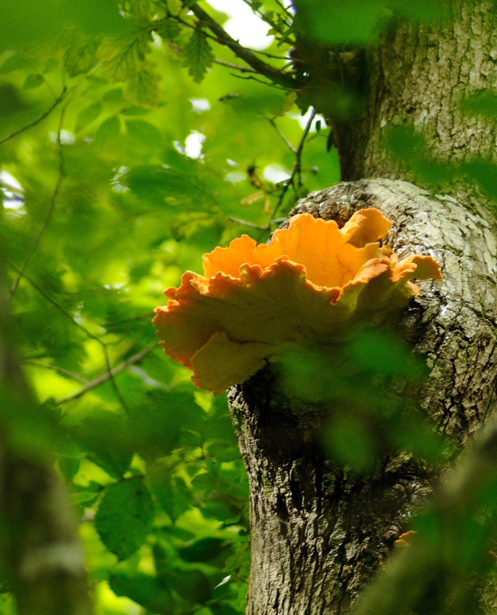 5214 Ingleton Bracket Fungi-2.jpg