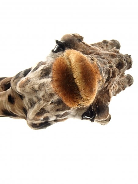 Girafe.bmp