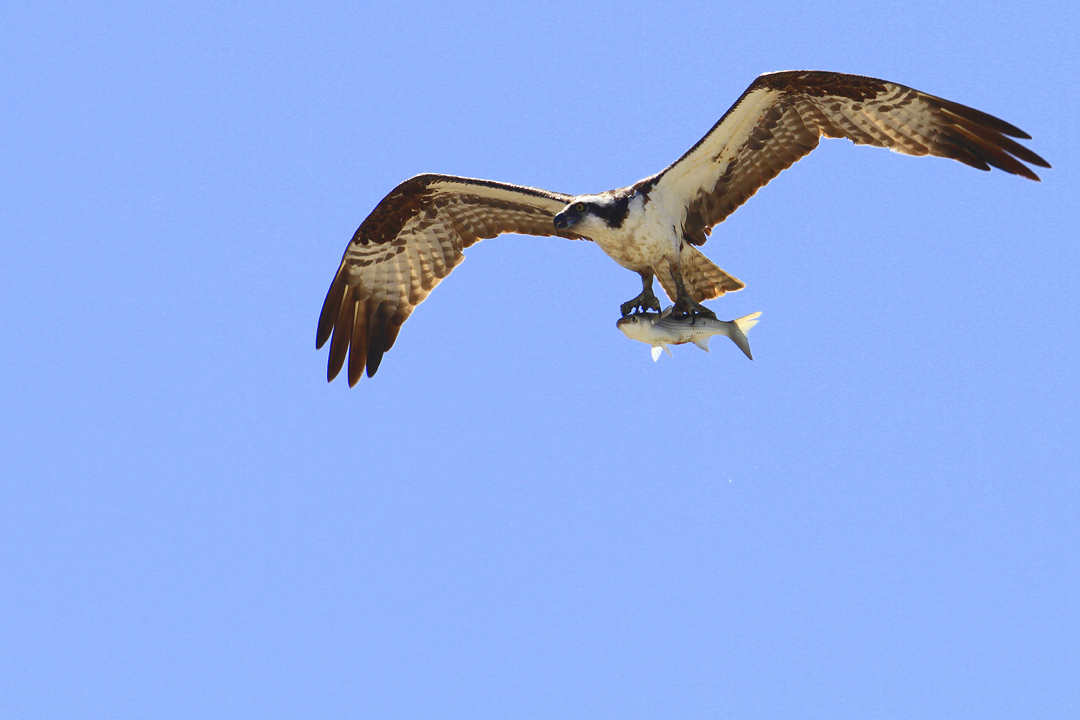 IMG_8070 copy s.jpg