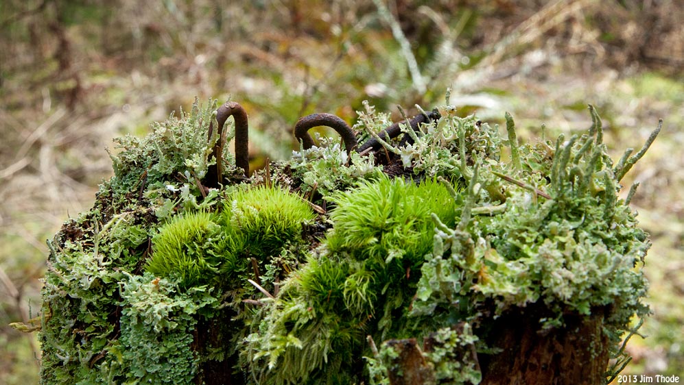 Fence Post Landscape