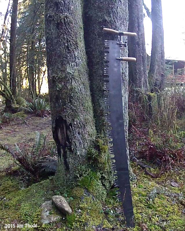 Forked Tree #1   13/18 Forked hemlock