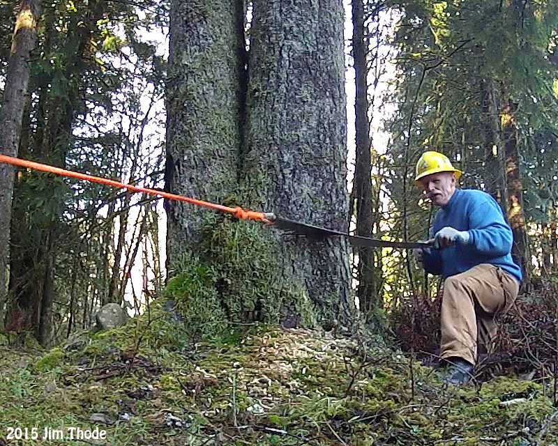 Forked Tree #3  The Undercut