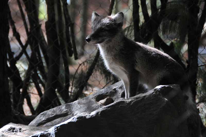 Arctic Fox