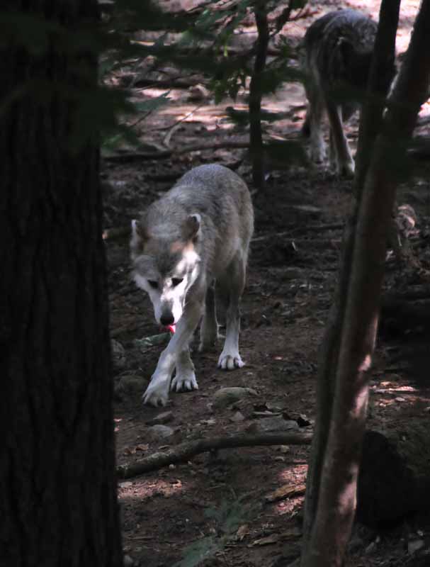 Wolf on the Prowl