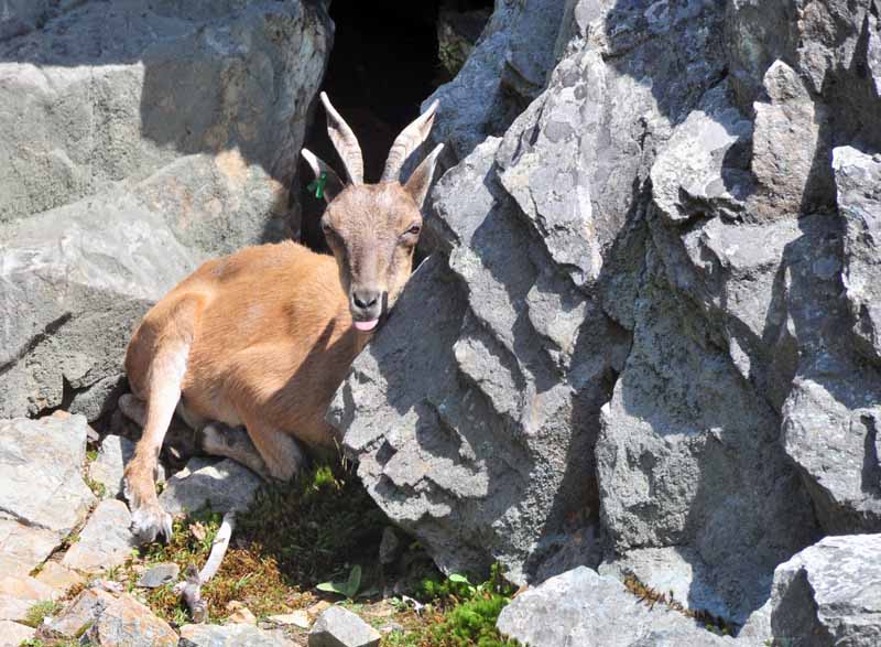 Mountain Goat Not Goating