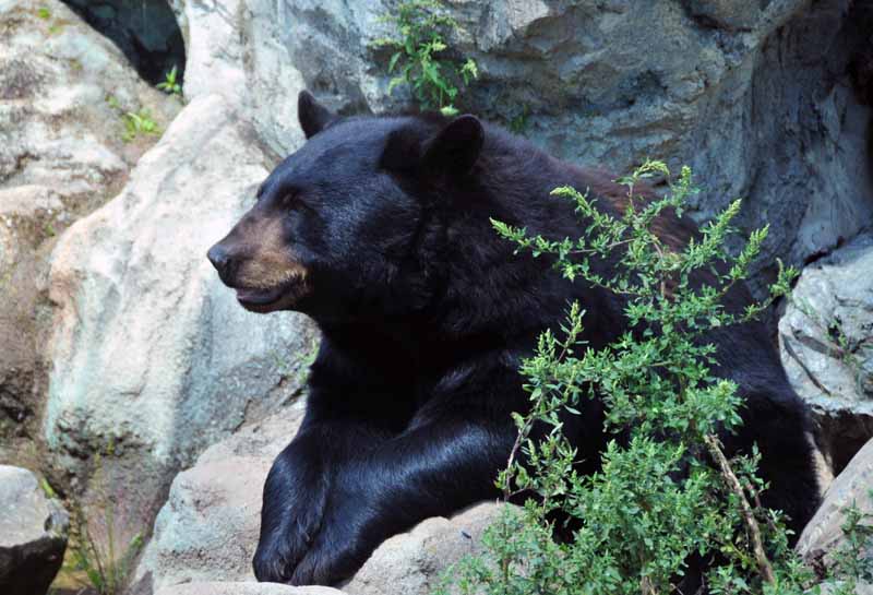Bear With Me