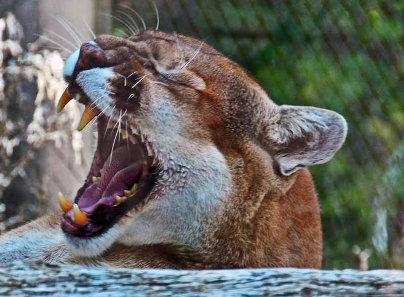 Thats A Cougar