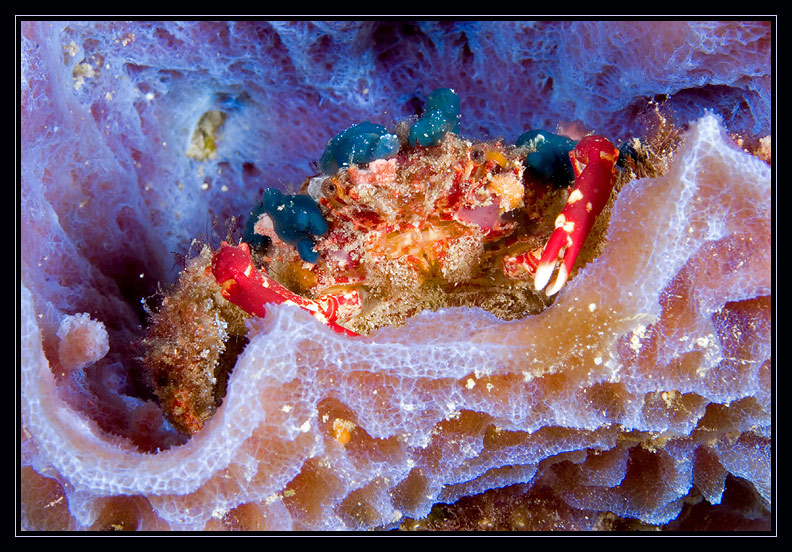 Decorator Crab