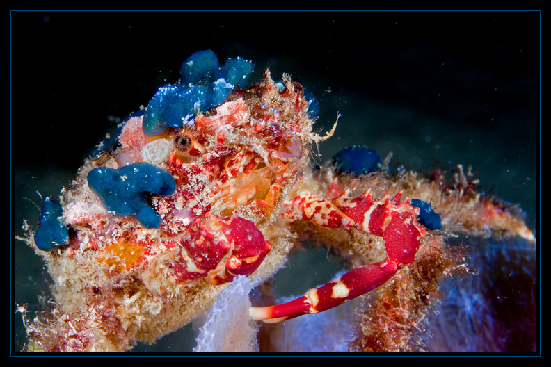 Decorator Crab