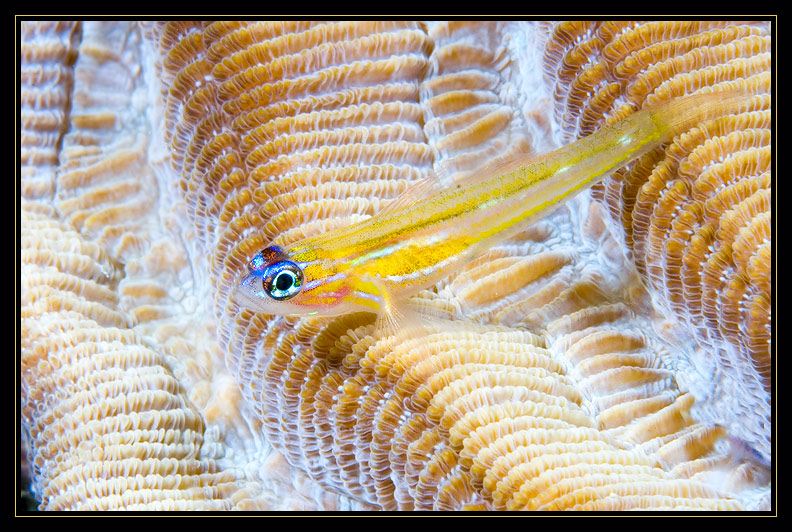 Peppermint Goby