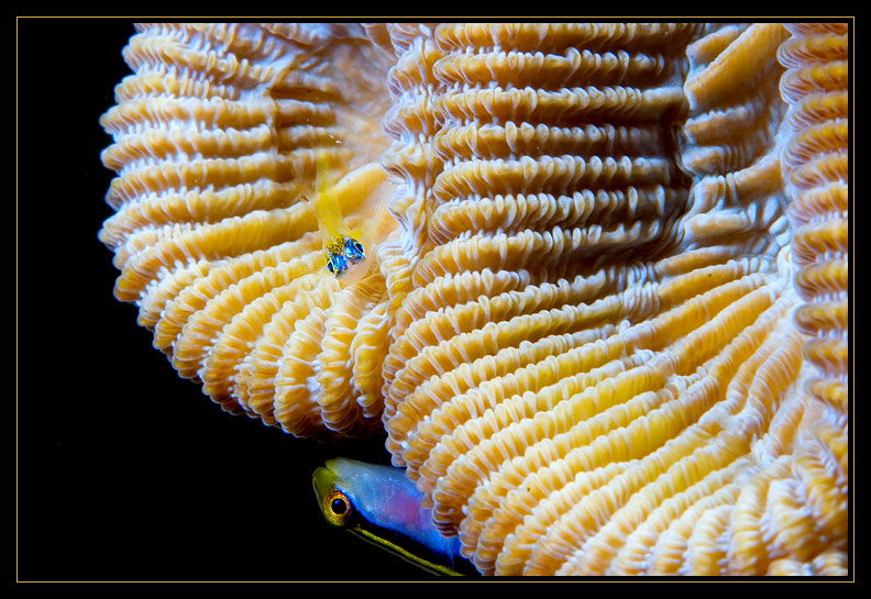 Cleaning Goby and Peppermint Goby