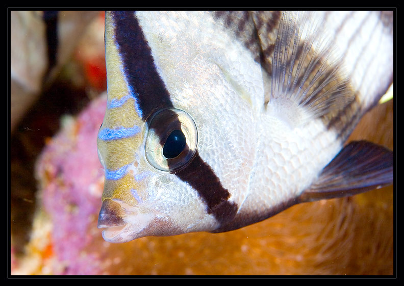Butterfly fish