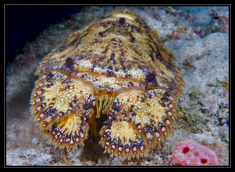 Sculptured Slipper Lobster