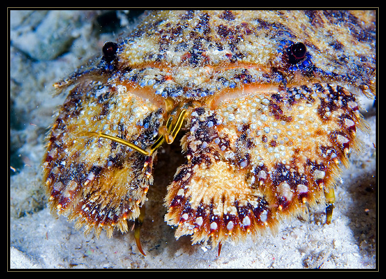 Sculptured Slipper Lobster