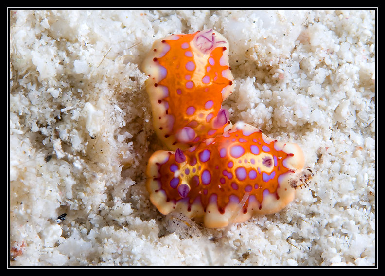 Harlequin Sea Goddess Nudibranch