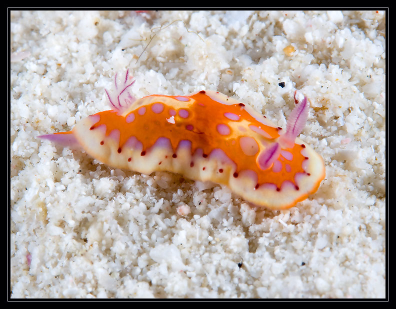 Harlequin Sea Goddess Nudibranch