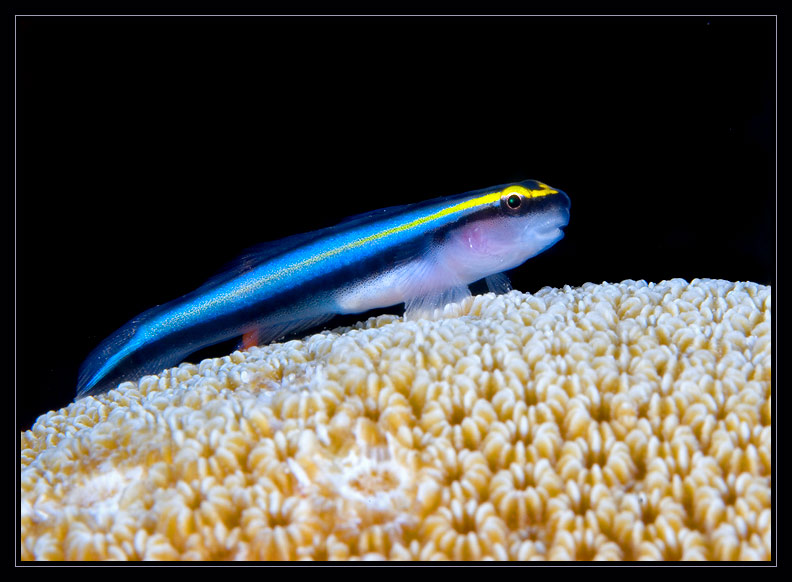 Cleaning Goby