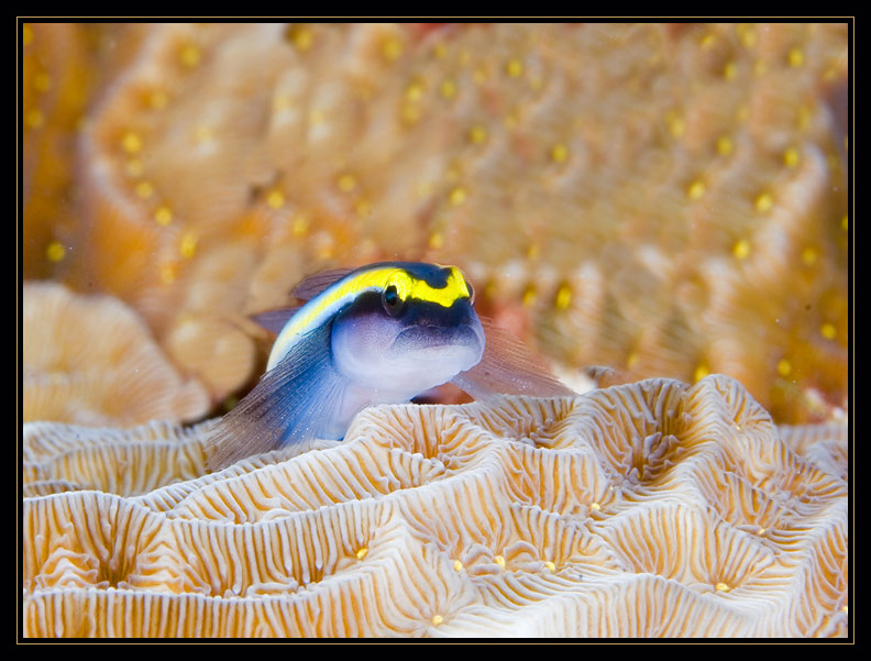 Cleaning Goby