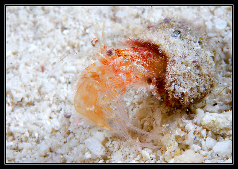 Hermet Crab