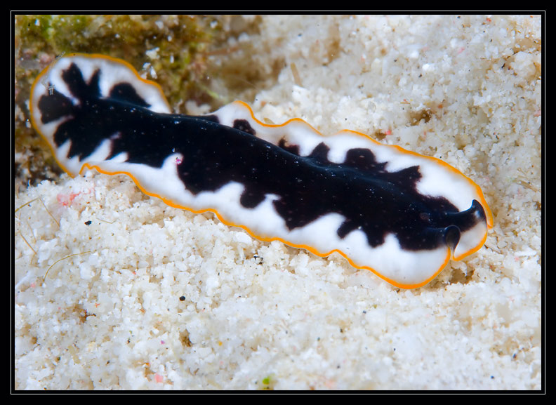 Flatworm