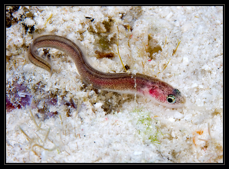 Cusk Eel