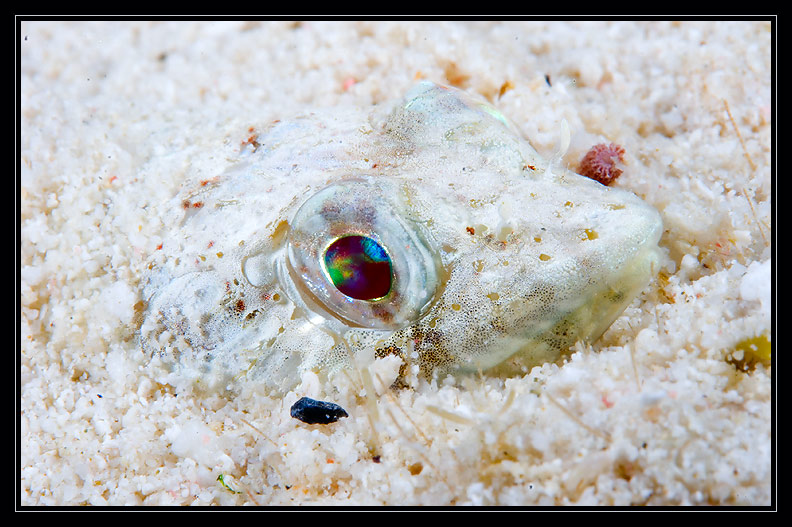 Lizardfish