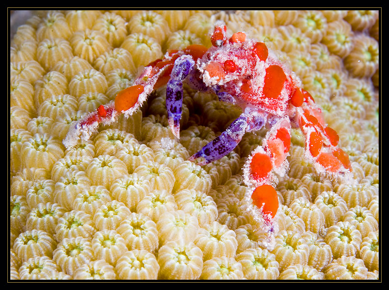 Teardrop Crab