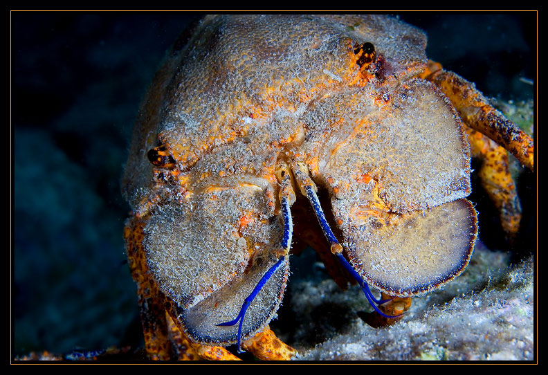 Spanish Slipper Lobster