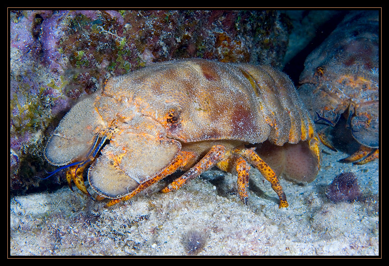 Spanish Slipper Lobster