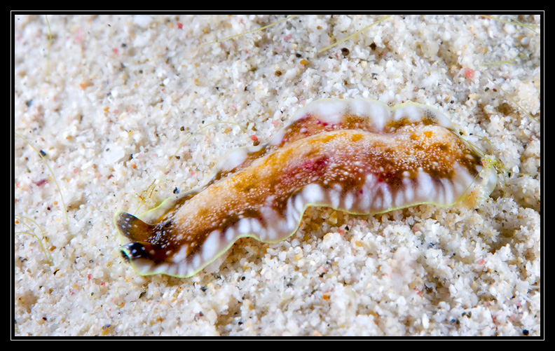 Flatworm