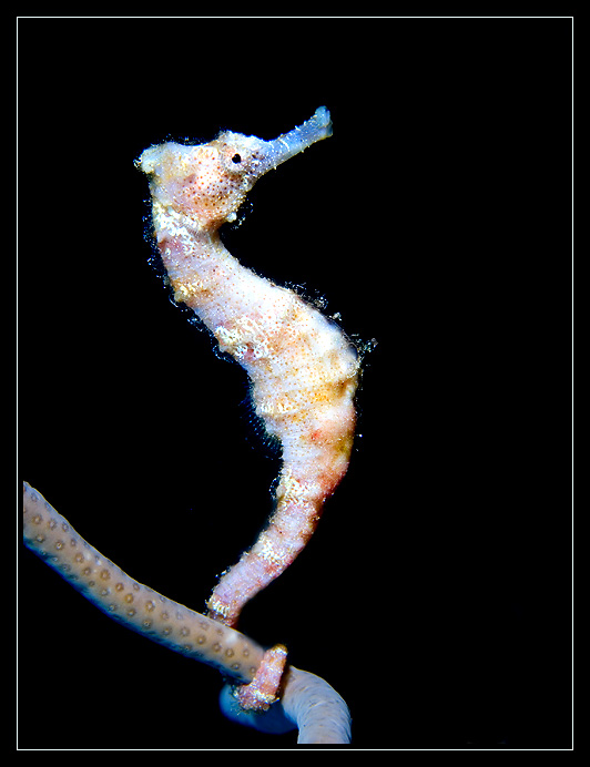 Sea Horse