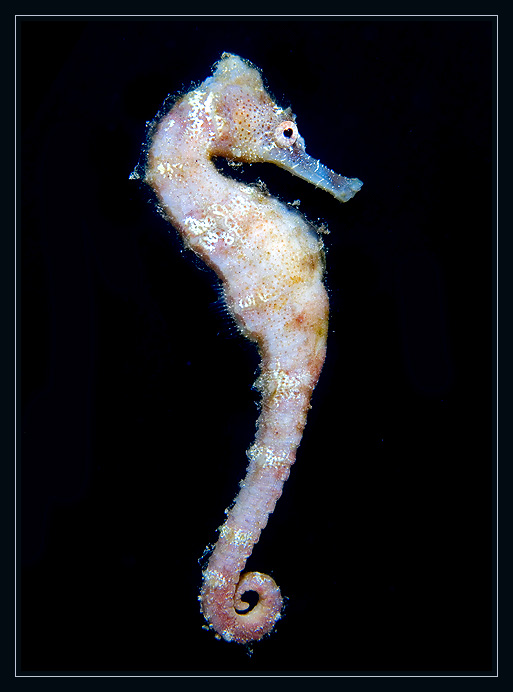 Sea Horse