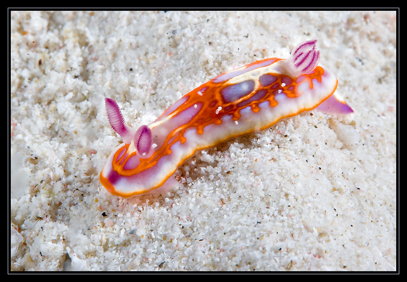 Harlequin Sea Goddess Nudibranch