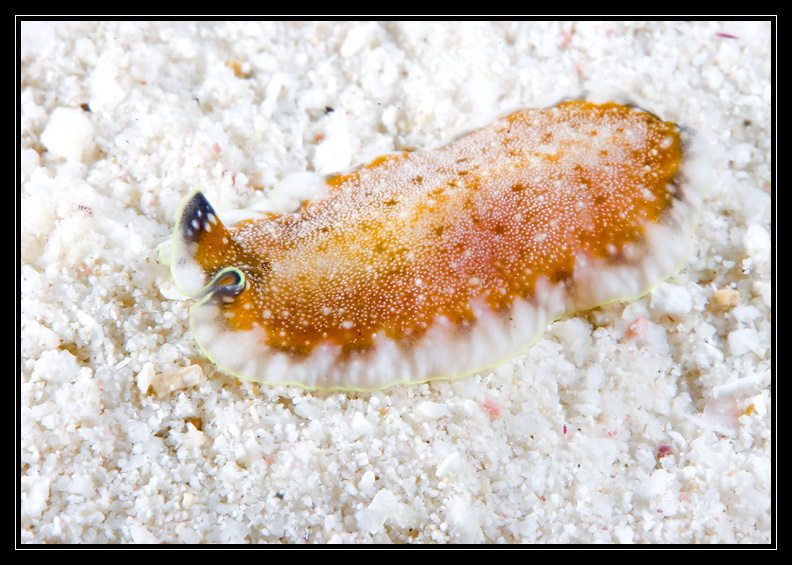 Flatworm