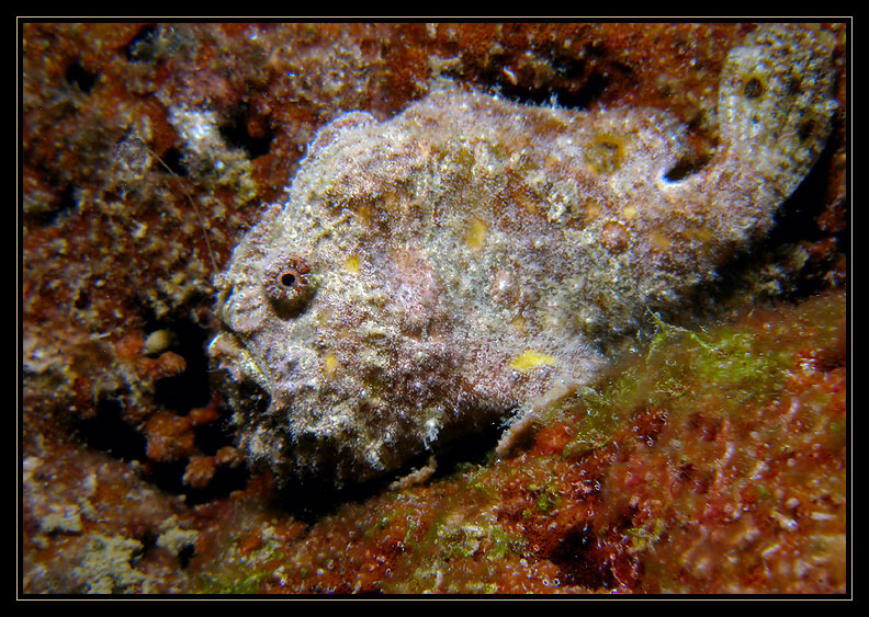 Frogfish