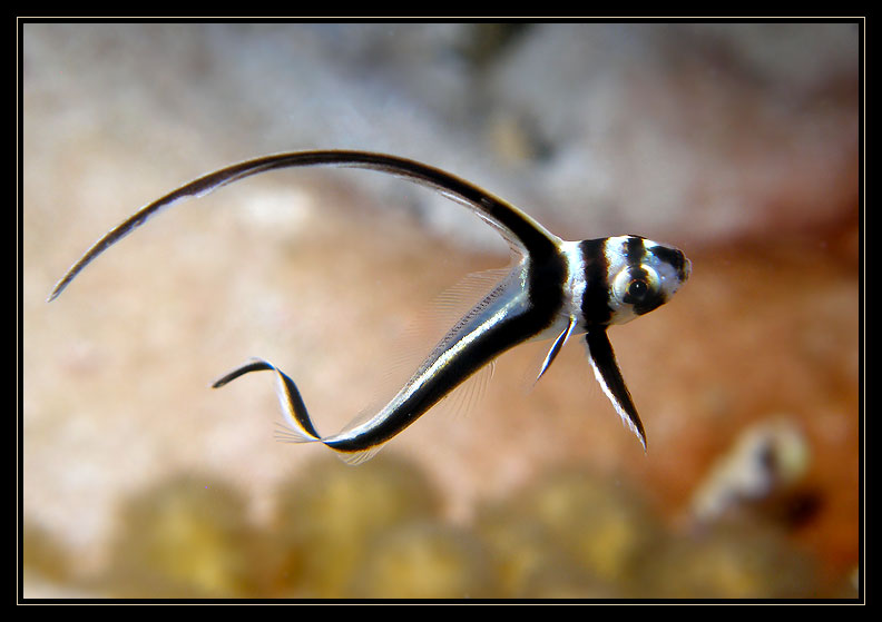 Juvenile Spotted Drum