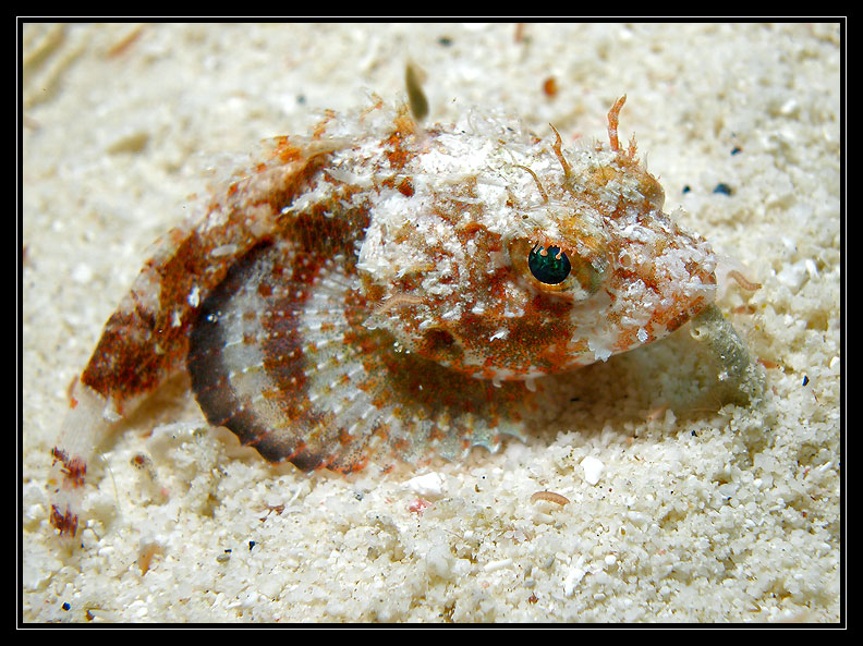Mushroom Scorpionfish