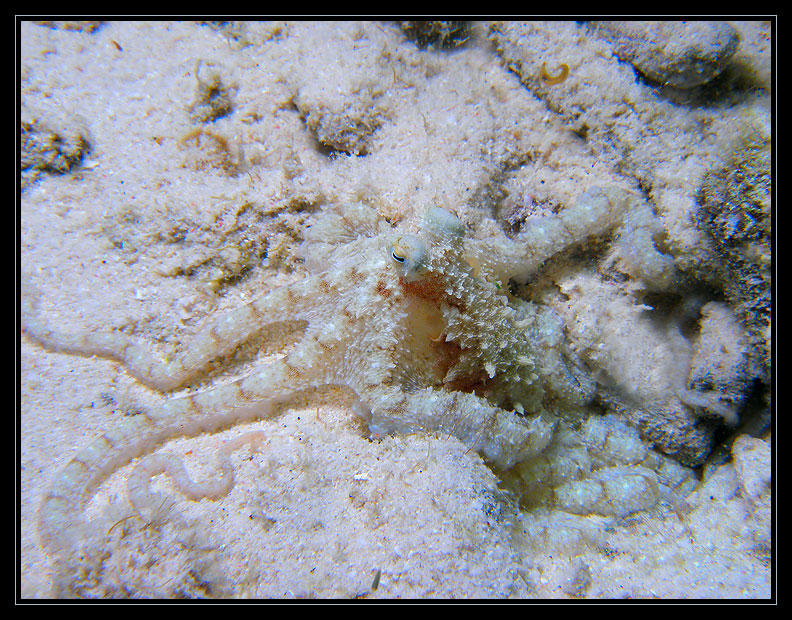 Atlantic Longarm Octopus