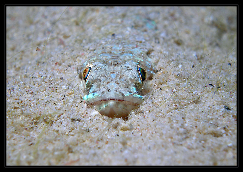Lizardfish