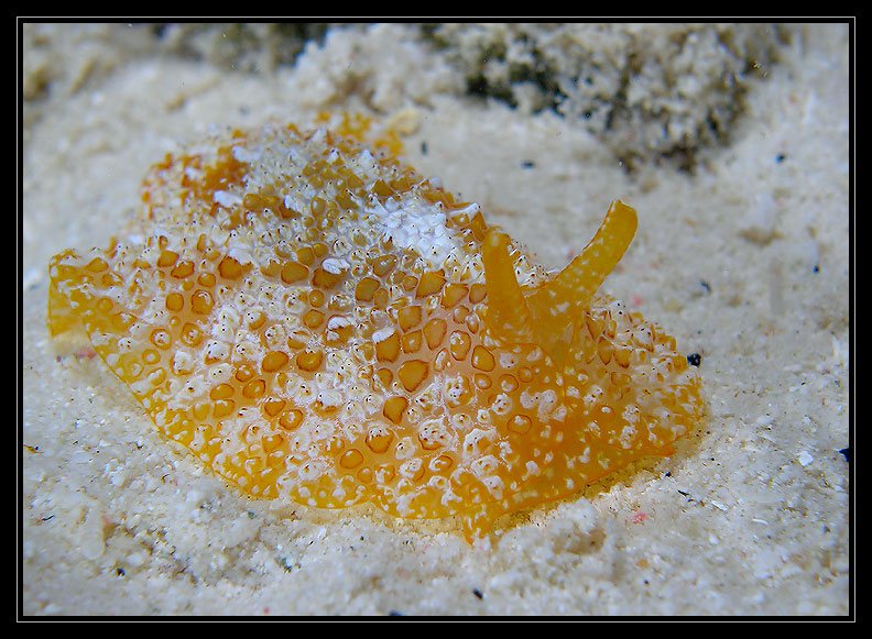 2 long unidentified nudibranch