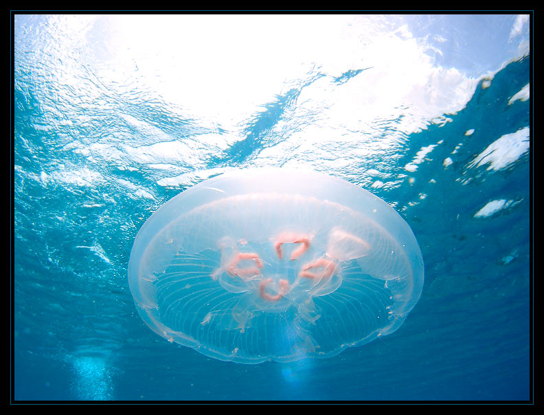 Moon Jelly