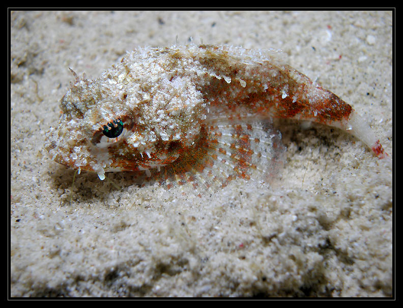 Mushroom Scorpionfish