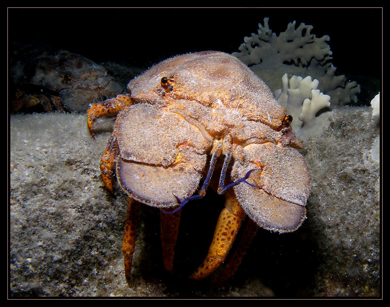 Spanish Slipper Lobster