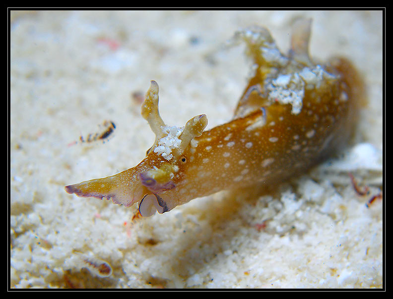 Sea Hare