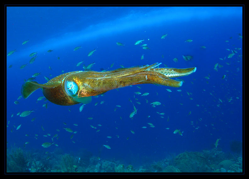 Caribbean Reef Squid