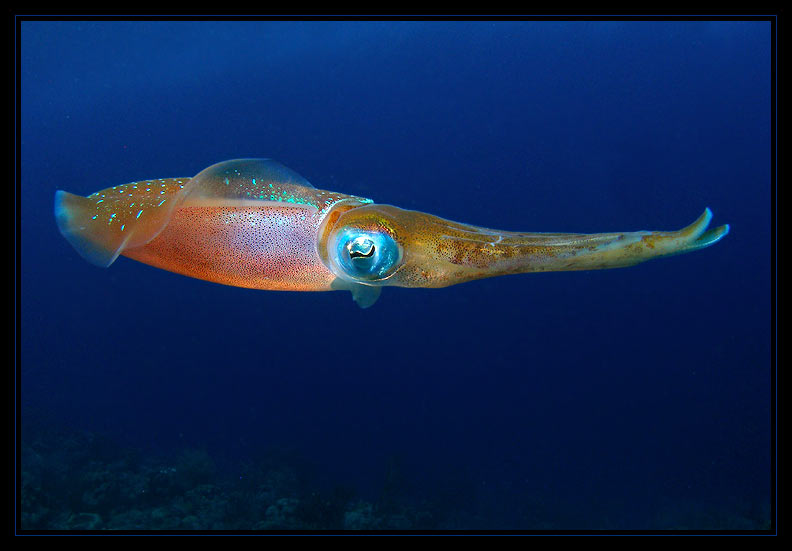 Caribbean Reef Squid