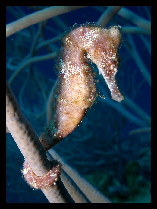 Sea Horse
