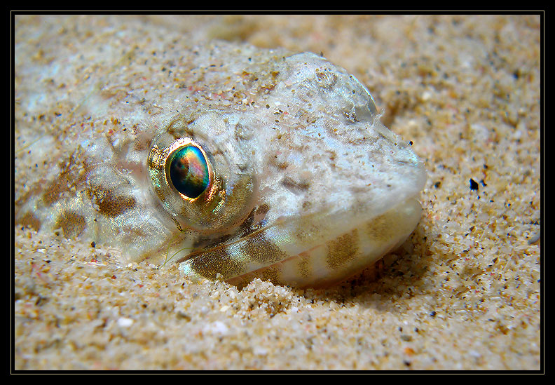 Lizardfish