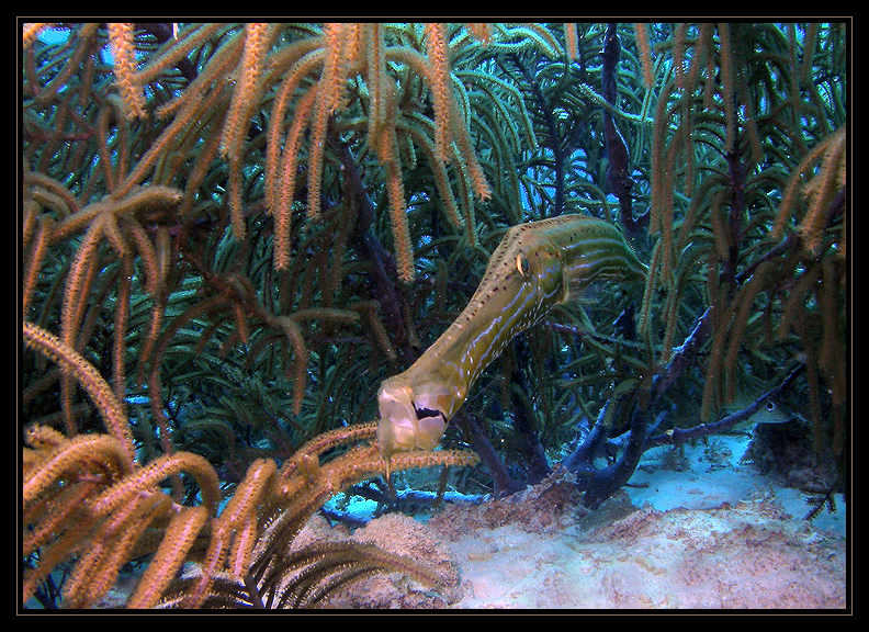 Trumpetfish